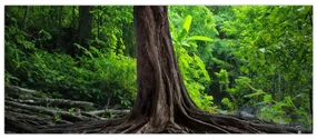 Obraz - Starý strom s koreňmi (120x50 cm)