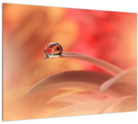 Obraz kvetinové kvapky rosy (70x50 cm)