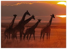 Obraz - Žirafy v africkej savane (70x50 cm)