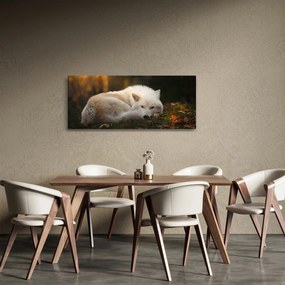 Obraz - Odpočívajúci vlk (120x50 cm)