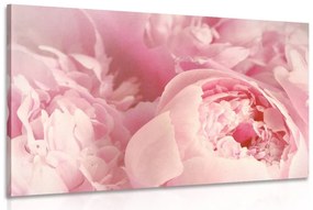 Obraz lupienky kvetu - 120x80