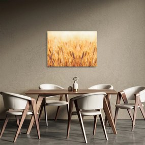 Sklenený obraz - pole s obilím (70x50 cm)