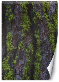 Fototapeta, Textura dřevěné kůry - 100x140 cm
