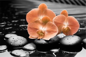 Obraz - Oranžové orchidey (90x60 cm)