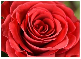 Obraz kvetu ruže (70x50 cm)