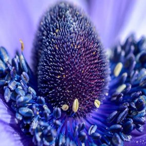 Ozdobný paraván Příroda Květina Fialová - 110x170 cm, trojdielny, obojstranný paraván 360°