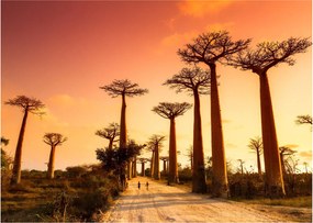 Obraz - Západ slnka v uličke Baobab (70x50 cm)