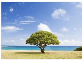 Sklenený obraz pláže so stromom (70x50 cm)