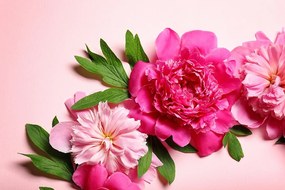 Fototapeta ružové kvety pivónie