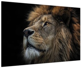 Obraz - Majestátny lev (90x60 cm)