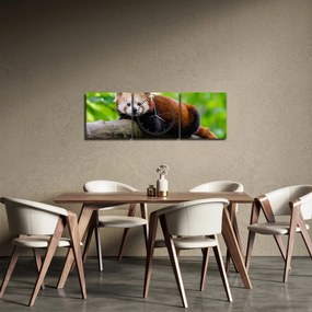Obraz pandy červenej (s hodinami) (90x30 cm)