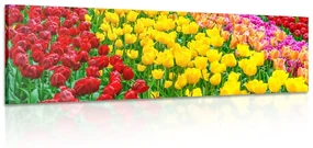Obraz záhrada plná tulipánov