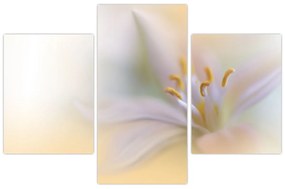 Obraz - Jemný kvet (90x60 cm)
