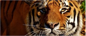 Obraz tigra (120x50 cm)