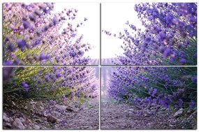Obraz na plátne - Cestička medzi levanduľovými kríkmi 166D (150x100 cm)