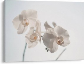 Obraz bielej orchidey (70x50 cm)