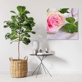 Obraz na plátně, Růžová růže Květina Příroda - 50x50 cm