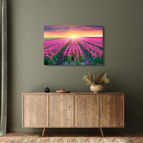 Obraz poľa tulipánov so slnkom (90x60 cm)