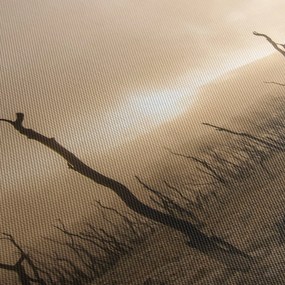 Obraz - Holé stromy (70x50 cm)