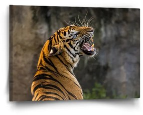 Sablio Obraz Revúci tiger - 60x40 cm