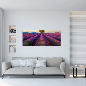 Obraz - Levanduľové pole (120x50 cm)