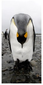 Moderný deliaci Paravan tučniak