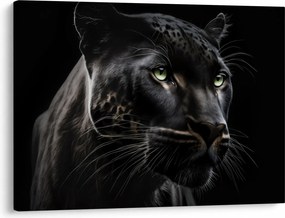Obraz - Čierny panter (70x50 cm)