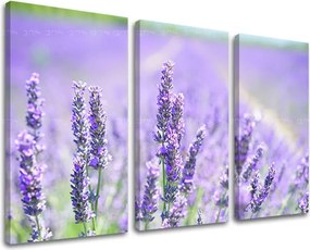 Obraz na stenu 3 dielny KVETY KV092E30 - 60x40 cm