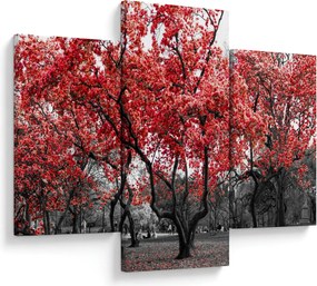 Obraz - Červené stromy, Central Park, New York (90x60 cm)