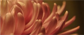 Obraz detailu kvety (120x50 cm)