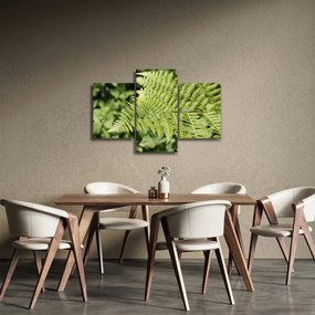 Obraz - Papradinový list (90x60 cm)