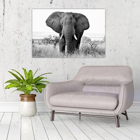 Obraz - Slon africký II. (90x60 cm)