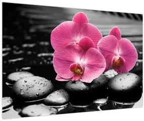 Obraz - Ružové orchidey (90x60 cm)
