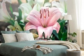 Fototapeta ružová ľalia v rozkvete - 150x100