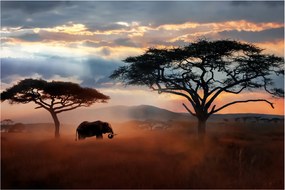 Obraz - Národný park Serengeti, Tanzánia, Afrika (90x60 cm)