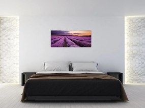 Obraz - Levanduľové pole pri západe slnka (120x50 cm)