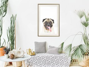 Artgeist Plagát - Pug [Poster] Veľkosť: 30x45, Verzia: Čierny rám s passe-partout