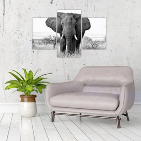 Obraz - Slon africký II. (90x60 cm)