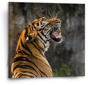 Sablio Obraz Revúci tiger - 50x50 cm