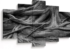 Obraz - Korene stromu (150x105 cm)