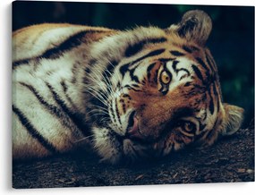 Obraz - Tiger Sibírsky (70x50 cm)