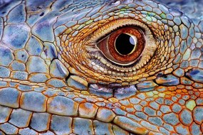 Fotografia Iguana (Iguana iguana) eye, close-up, Hans Strand