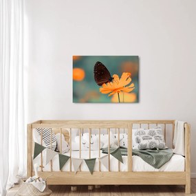 Obraz - motýľ na oranžovom kvete (70x50 cm)