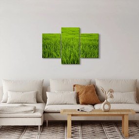 Obraz trávy (90x60 cm)