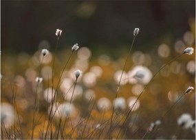 Obraz - Lúka s cottongrass N⁰2 (70x50 cm)
