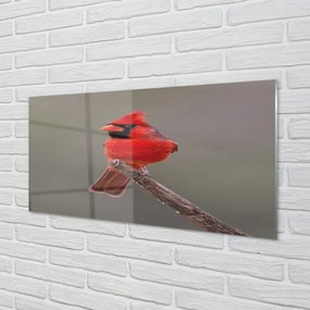 Sklenený obraz Red papagáj na vetve 125x50 cm
