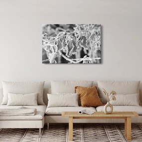 Obraz - Zmrznuté listy, čiernobiela (90x60 cm)