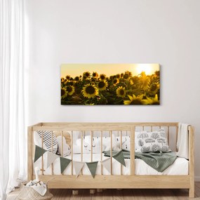 Obraz slnečnicového poľa (120x50 cm)