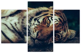 Obraz - Tiger Sibírsky (90x60 cm)