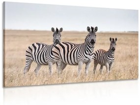 Obraz tri zebry v savane - 120x80